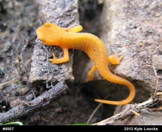 Red-spotted Newt