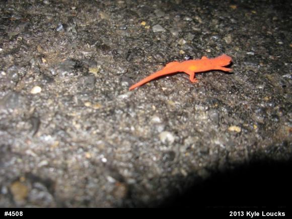 Red-spotted Newt