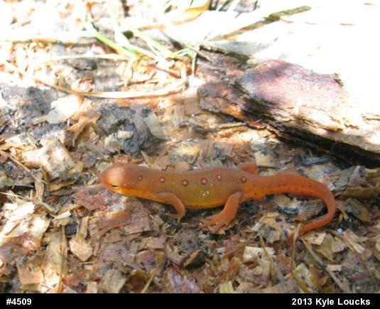 Red-spotted Newt