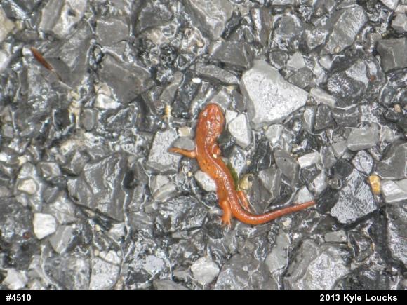 Red-spotted Newt