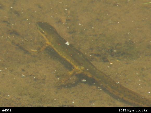 Red-spotted Newt