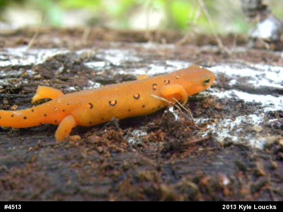Red-spotted Newt