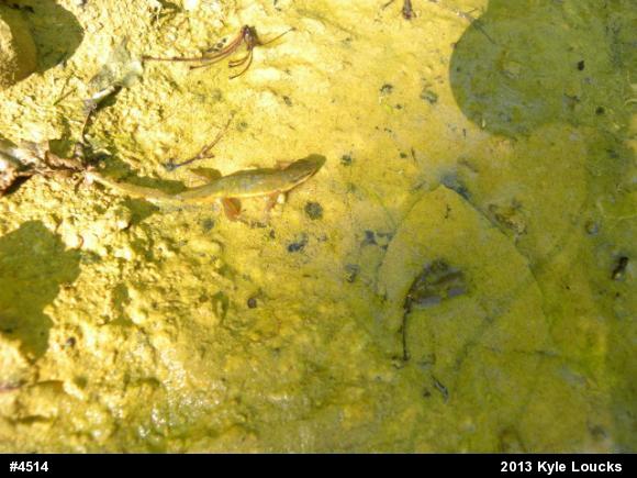 Red-spotted Newt