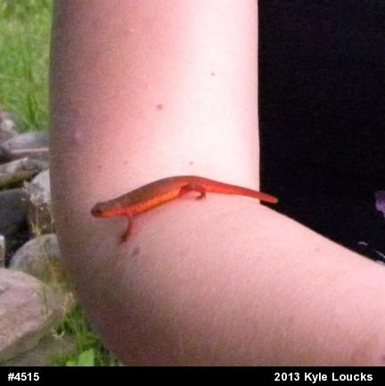 Red-spotted Newt