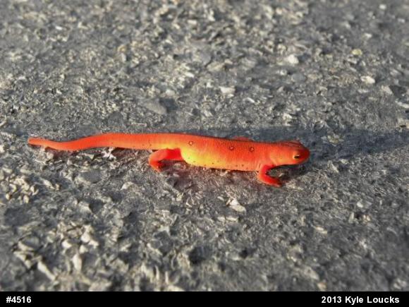 Red-spotted Newt