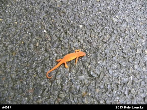 Red-spotted Newt