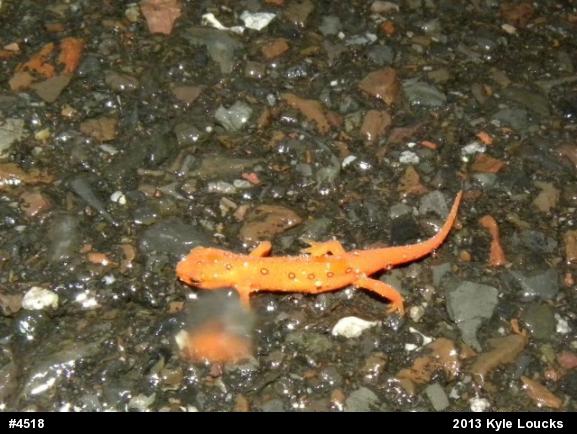 Red-spotted Newt