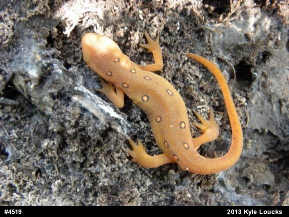 Red-spotted Newt