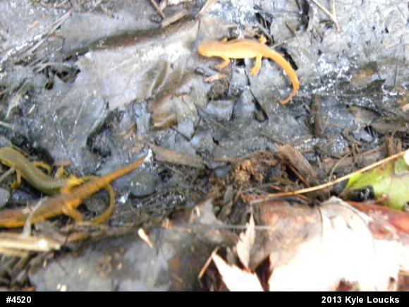 Red-spotted Newt