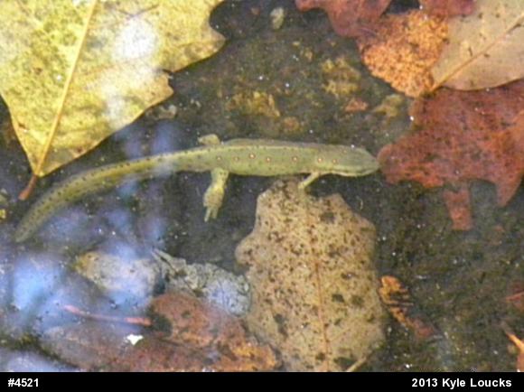 Red-spotted Newt