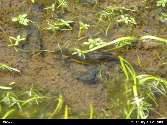 Red-spotted Newt