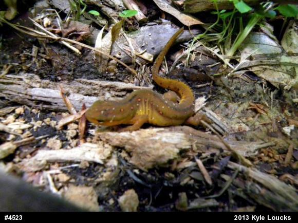 Red-spotted Newt