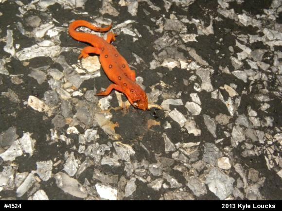 Red-spotted Newt