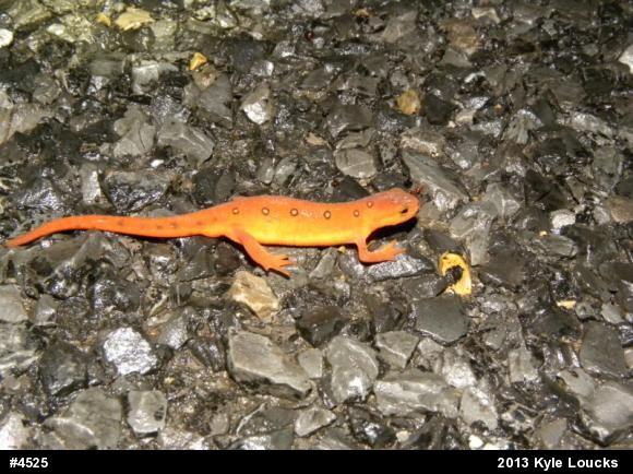 Red-spotted Newt