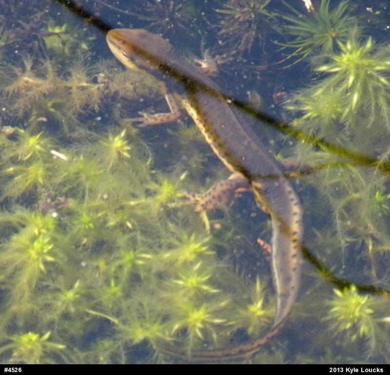 Red-spotted Newt