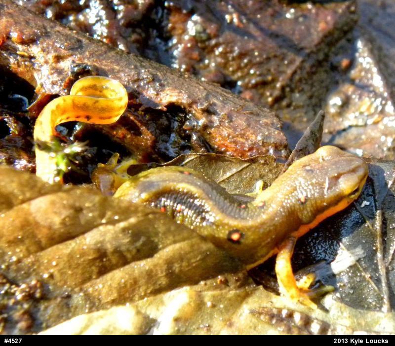 Red-spotted Newt