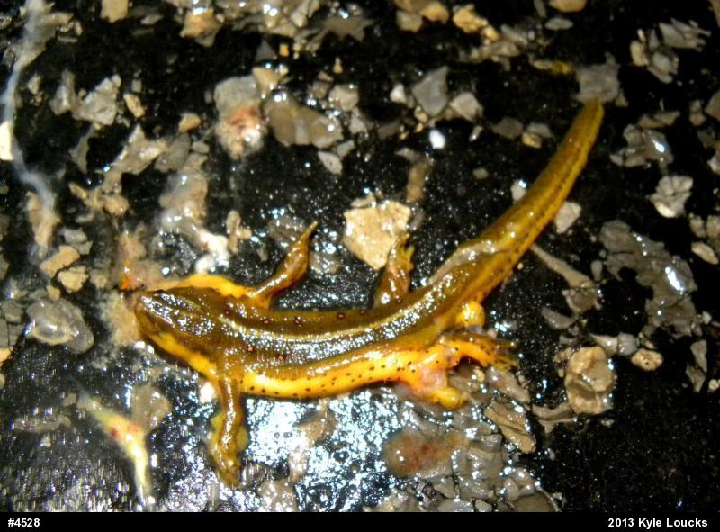 Red-spotted Newt