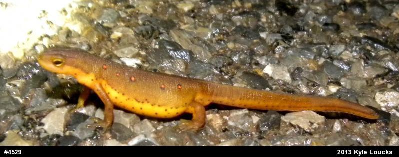 Red-spotted Newt