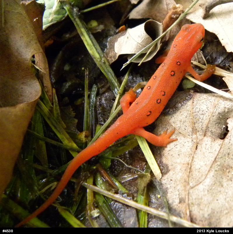 Red-spotted Newt