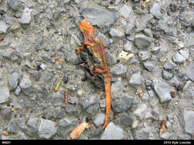 Red-spotted Newt