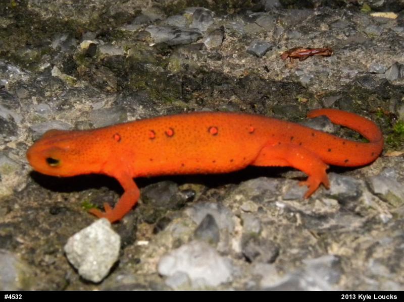 Red-spotted Newt