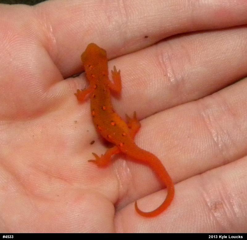 Red-spotted Newt