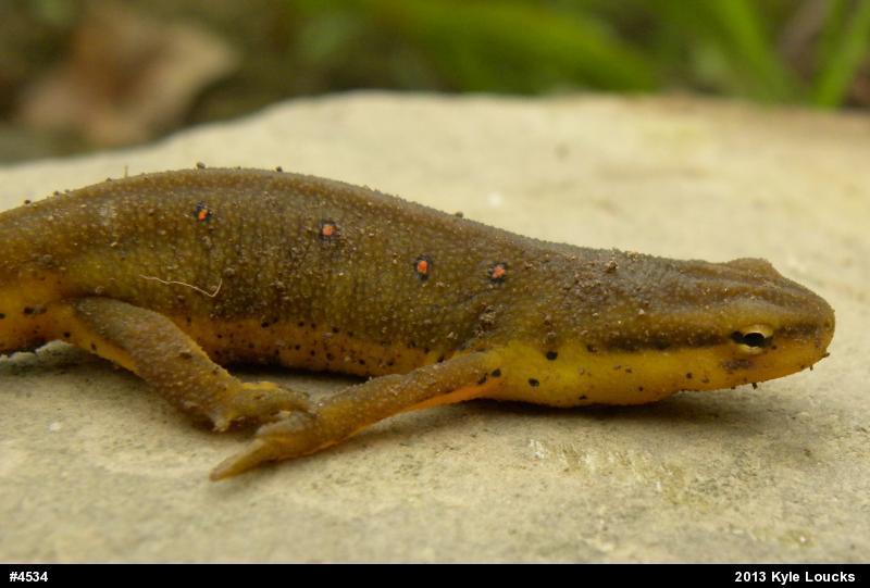 Red-spotted Newt