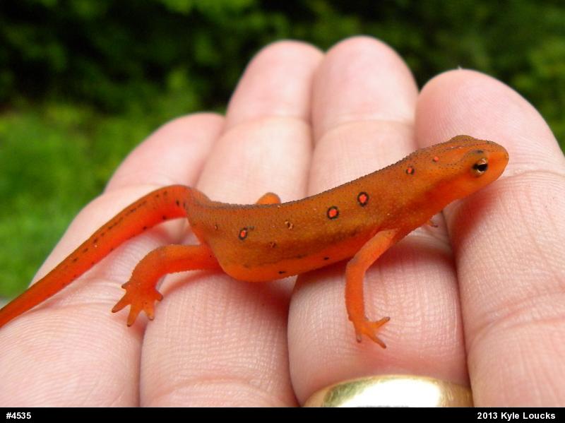 Red-spotted Newt