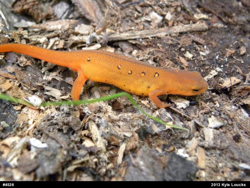 Red-spotted Newt