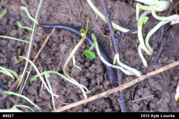 Eastern Red-backed  Salamander