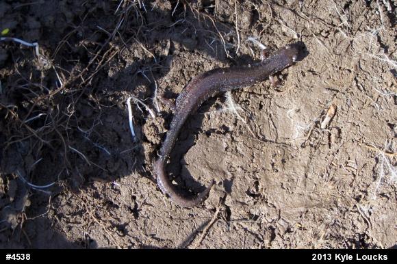 Eastern Red-backed  Salamander