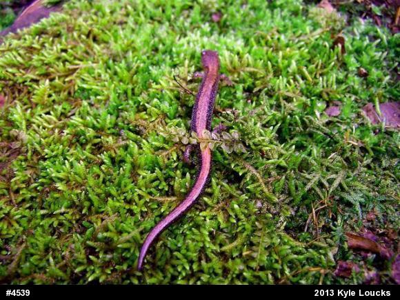 Eastern Red-backed  Salamander
