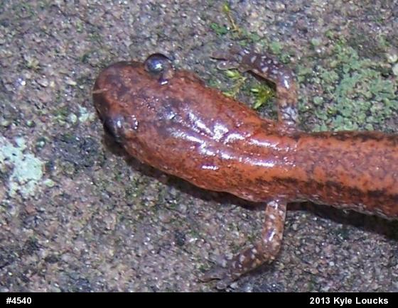 Eastern Red-backed  Salamander