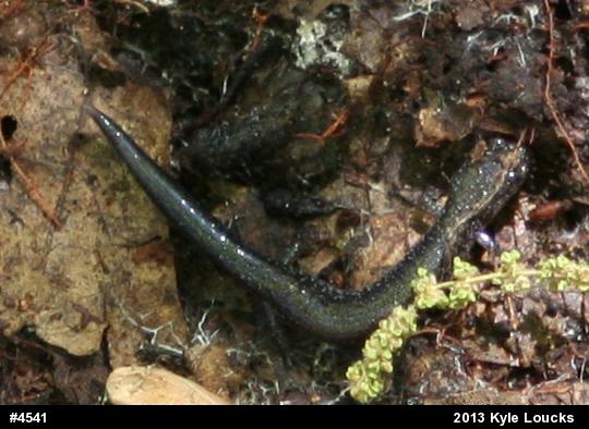 Eastern Red-backed  Salamander