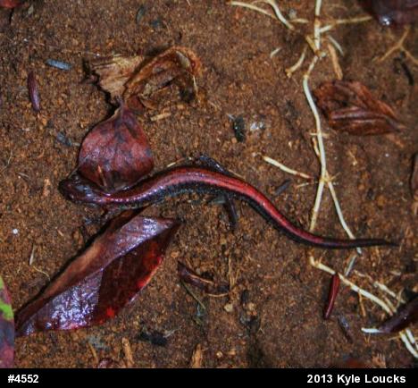 Eastern Red-backed  Salamander