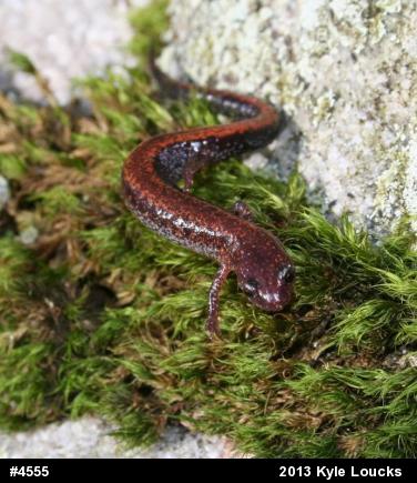 Eastern Red-backed  Salamander