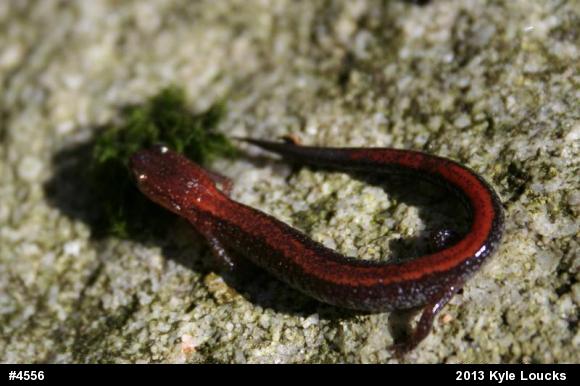 Eastern Red-backed  Salamander