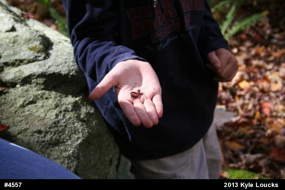 Eastern Red-backed  Salamander