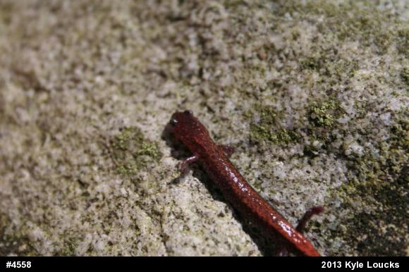 Eastern Red-backed  Salamander