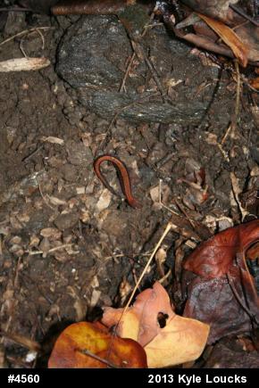 Eastern Red-backed  Salamander
