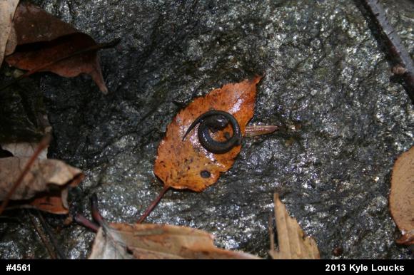 Eastern Red-backed  Salamander