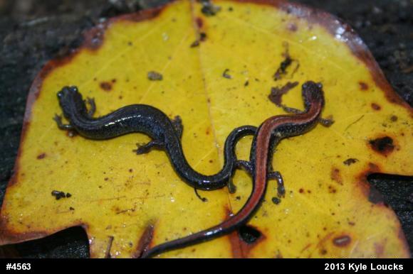 Eastern Red-backed  Salamander