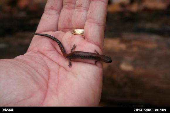 Eastern Red-backed  Salamander