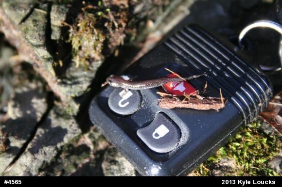 Eastern Red-backed  Salamander