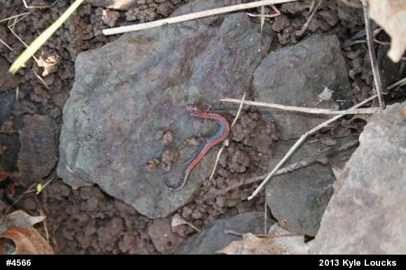 Eastern Red-backed  Salamander