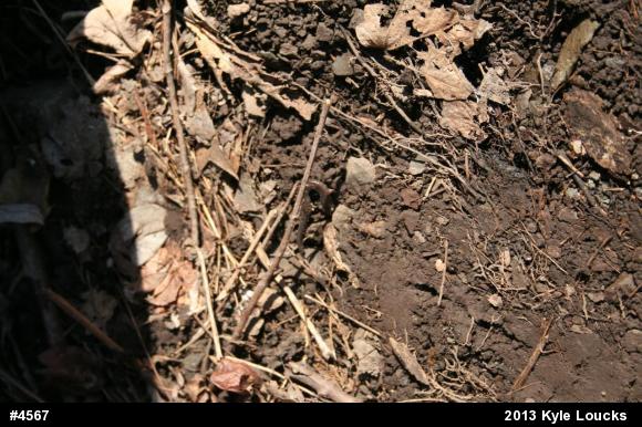 Eastern Red-backed  Salamander