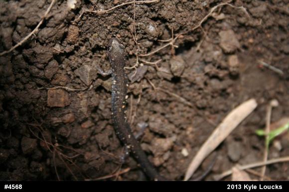 Eastern Red-backed  Salamander