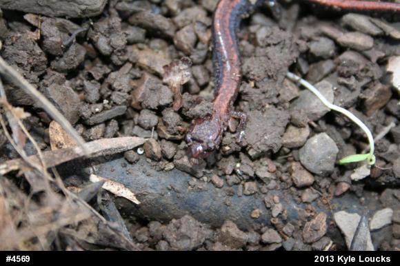 Eastern Red-backed  Salamander