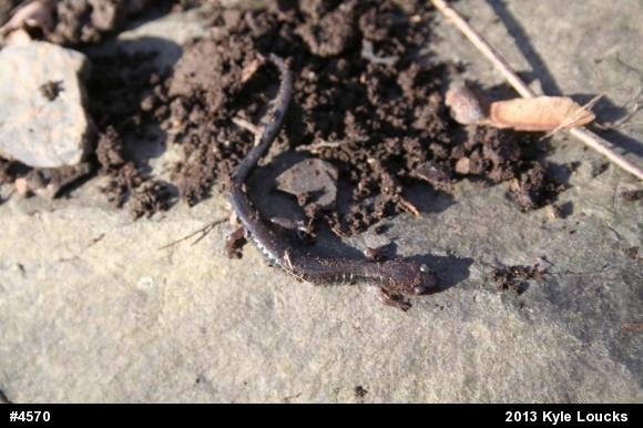 Eastern Red-backed  Salamander