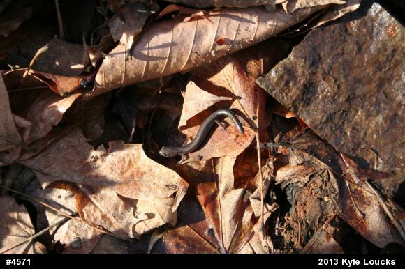 Eastern Red-backed  Salamander